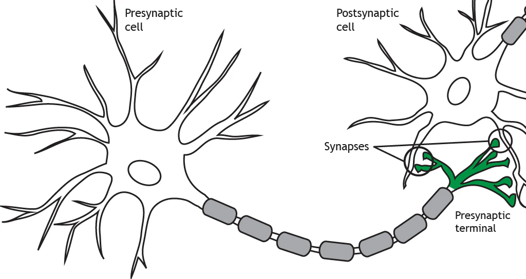 Synaptic connection among neurons.