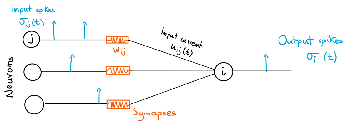 Multiple pre-synaptic neurons connected to a post-synaptic one.