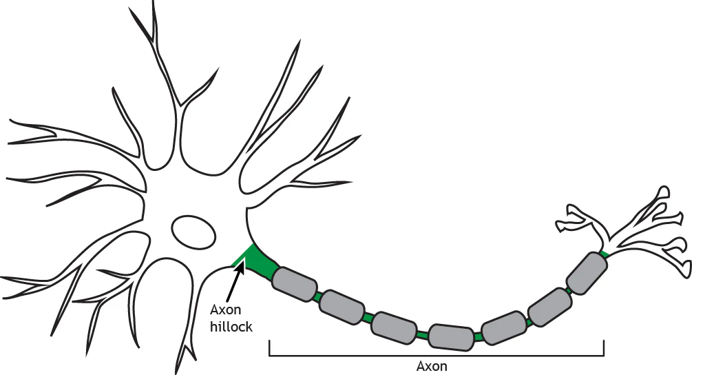 The neuron axon.