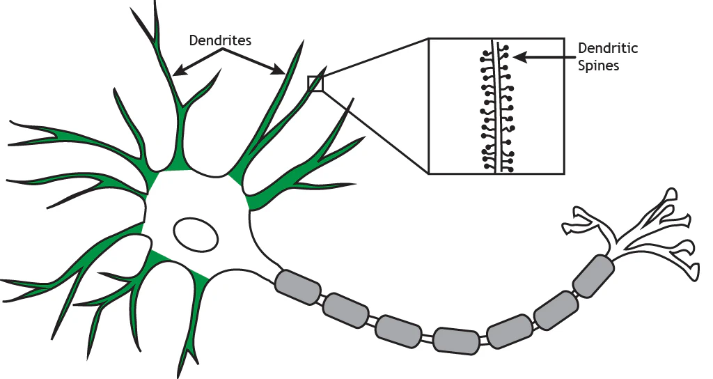 The neuron dendrites.