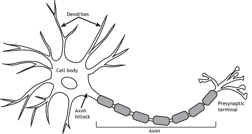 A typical neuron.