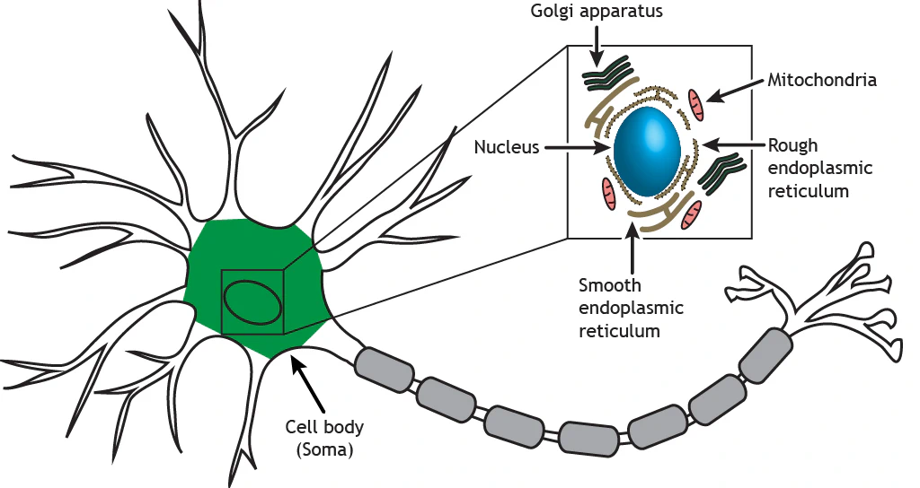The neuron soma.